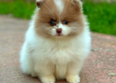 Pomeranian guzelligimiz